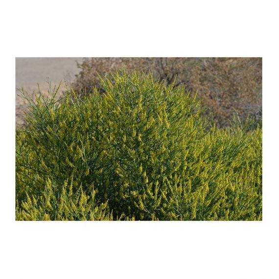 Ochradenus arabicus (علقة) - Image 5