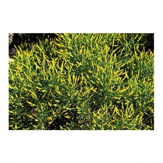 Ochradenus arabicus (علقة) - Image 6