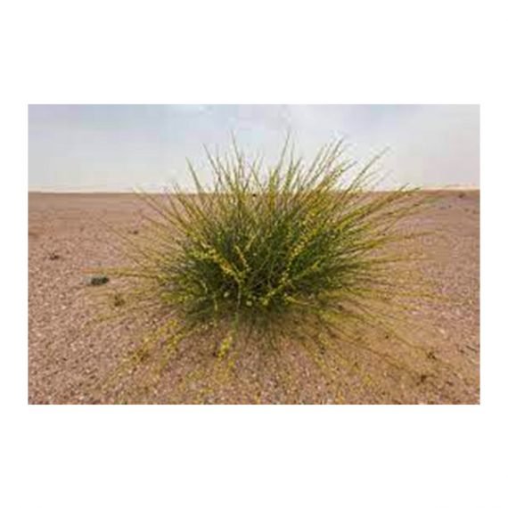 Ochradenus aucheri (قضب) - Image 6
