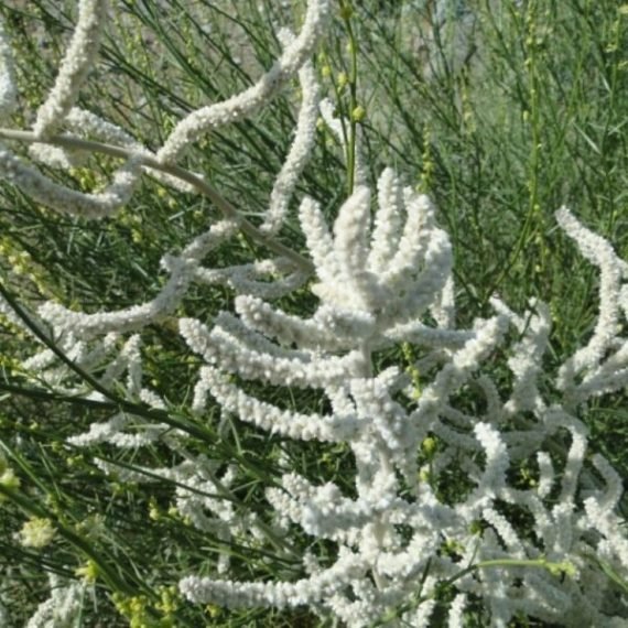Aerva javanica (طرف)