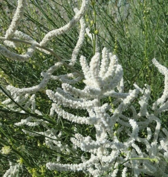 Aerva javanica (طرف)