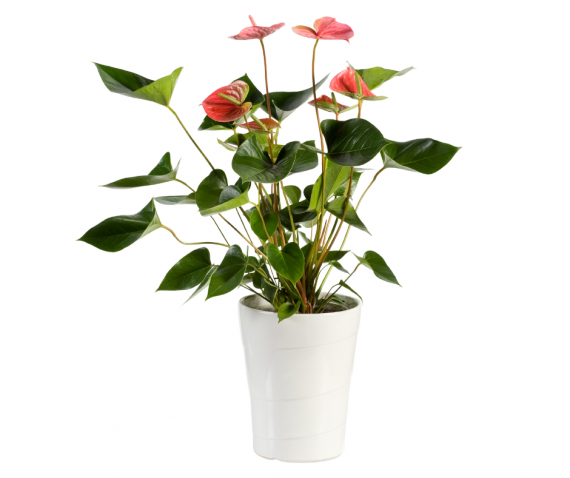 Anthurium Andraeanum, red flower, Alayadi Alkhadra nursery, Aldarmaky UAE, Picture