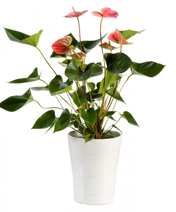 Anthurium Andraeanum, red flower, Alayadi Alkhadra nursery, Aldarmaky UAE, Picture