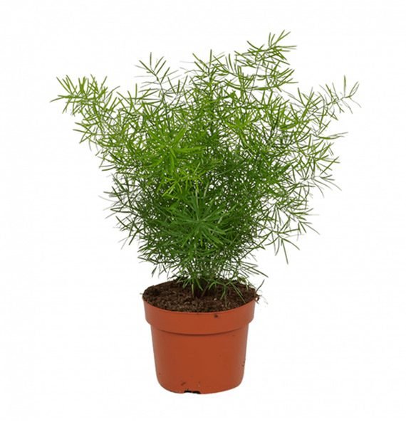 Asparagus Eethiopicus OR Sprenger's Asparagus (اسبرجس خشن - هليون خشن)