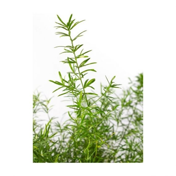 Asparagus Eethiopicus OR Sprenger's Asparagus (اسبرجس خشن - هليون خشن) - Image 3