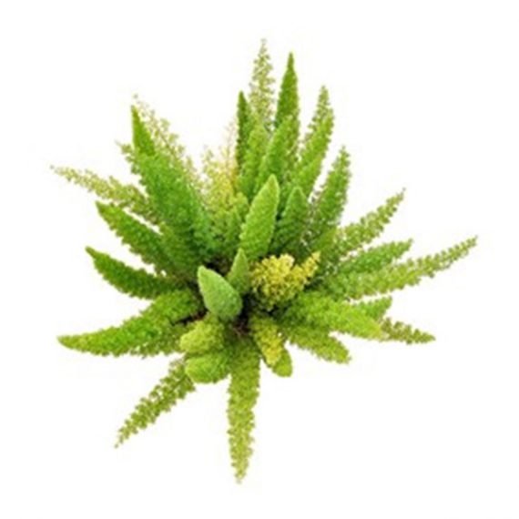 Asparagus aethiopicus (Foxtail Fern) (هليون خشن) - Image 2