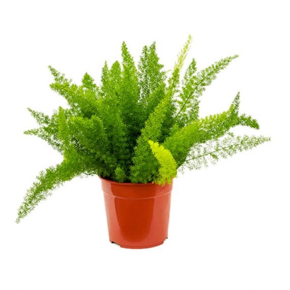 Asparagus aethiopicus (Foxtail Fern) (هليون خشن)