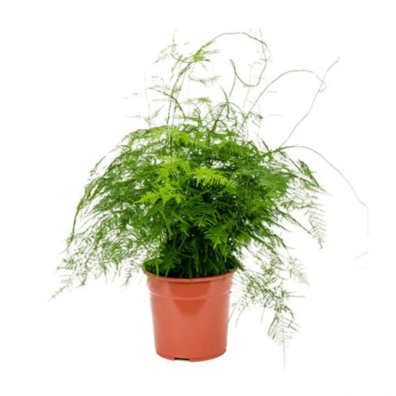 Aspidotis (Lace Fern) (نبات سرخسي)