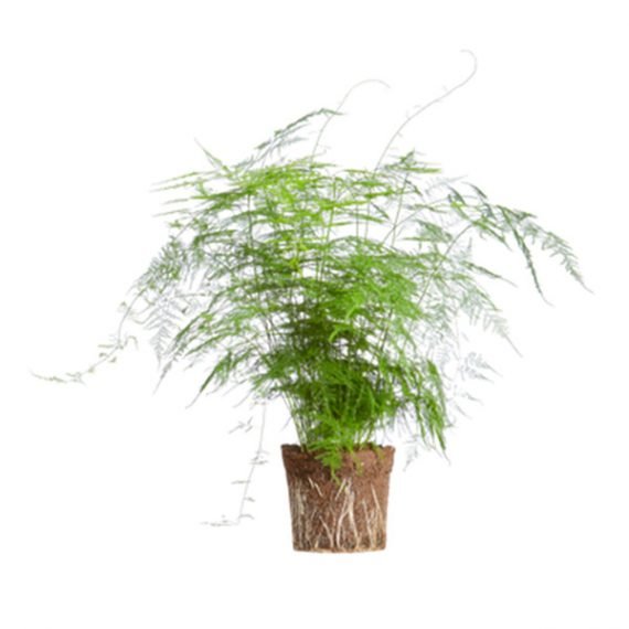 Aspidotis (Lace Fern) (نبات سرخسي) - Image 2
