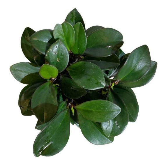 Peperomia obtusifolia (ببروميا) - Image 5