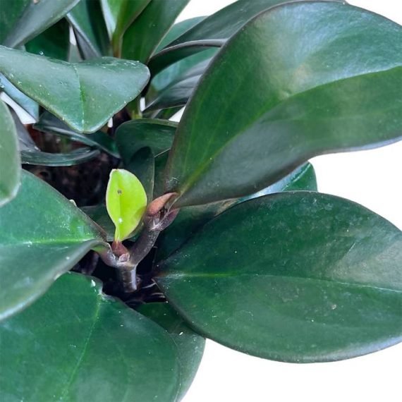 Peperomia obtusifolia (ببروميا) - Image 4