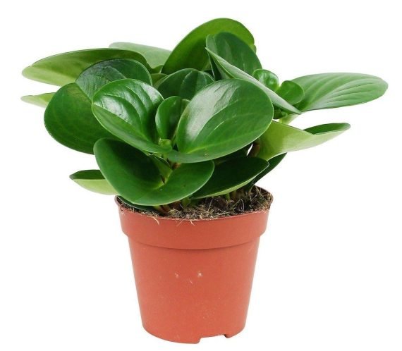 Peperomia obtusifolia (ببروميا)