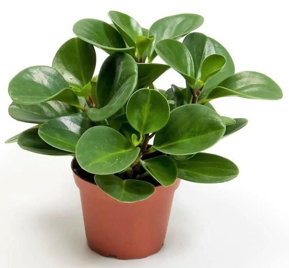 Peperomia obtusifolia (ببروميا) - Image 2