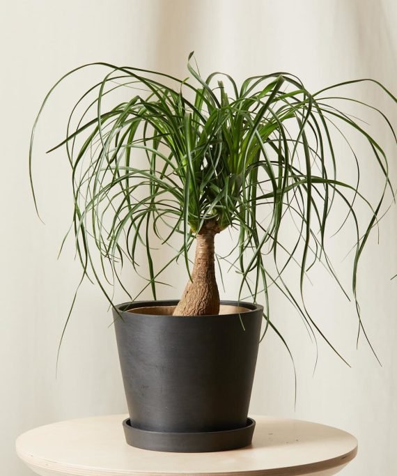 Beaucarnea recurvata (Ponytail Palm) (المجتمع الراقى)