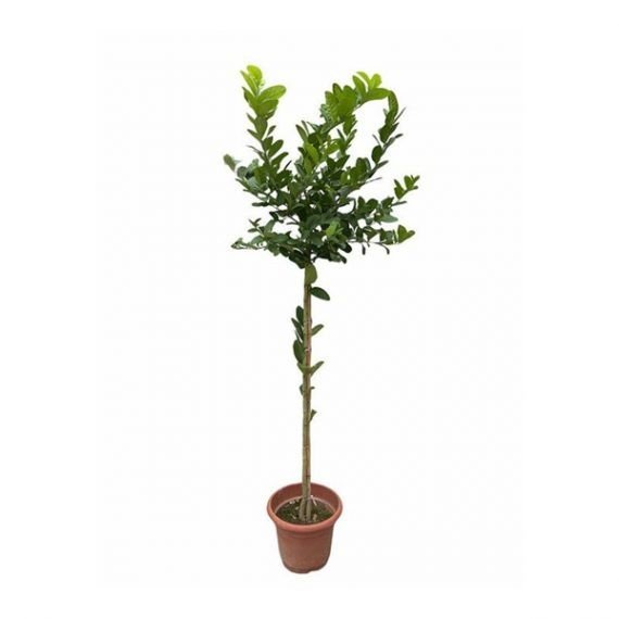 CITRUS LEMON (ليمون) - Image 3