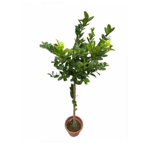 CITRUS LEMON (ليمون)
