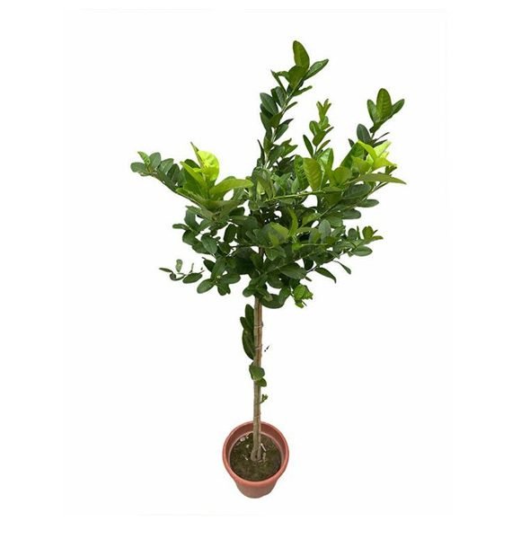 CITRUS LEMON (ليمون)
