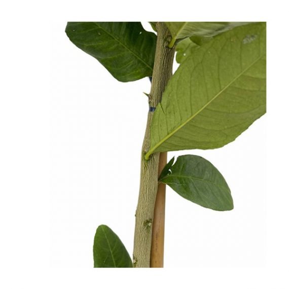CITRUS LEMON (ليمون) - Image 2