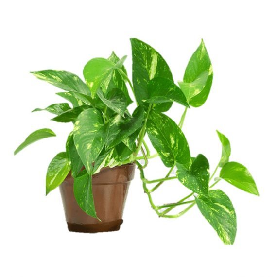 Epipremnum Aureum (Scindapsus Aureus) (نبات البوتس - قلب عبد الوهّاب)