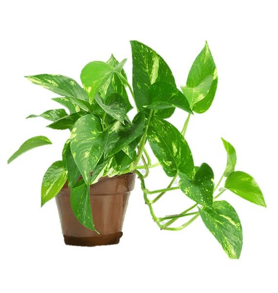 Epipremnum Aureum (Scindapsus Aureus) (نبات البوتس - قلب عبد الوهّاب)