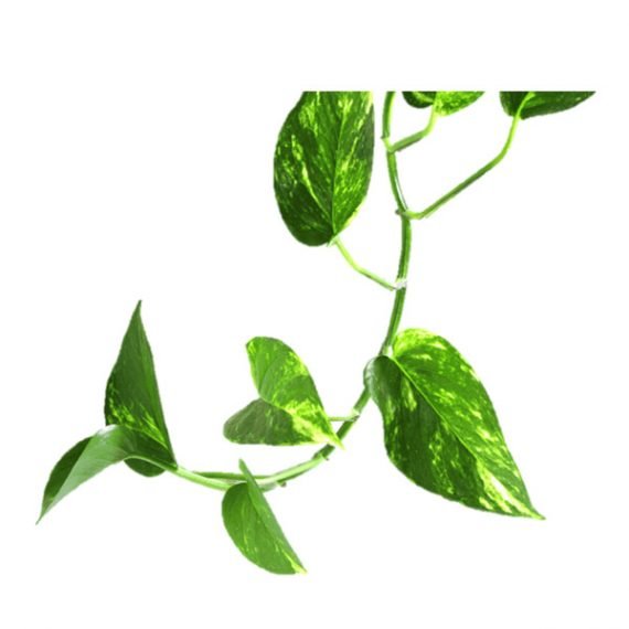 Epipremnum Aureum (Scindapsus Aureus) (نبات البوتس - قلب عبد الوهّاب) - Image 3