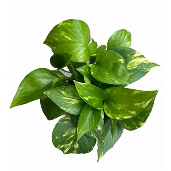 Epipremnum Aureum (Scindapsus Aureus) (نبات البوتس - قلب عبد الوهّاب) - Image 2