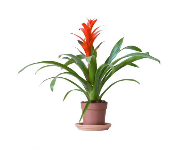 Guzmania Lingulata Guzmania (tufted airplant) is a genus of over 120 species of flowering plants in the botanical family Bromeliaceae, subfamily Tillandsioideae. Scarlet Star is one of the most popular varieties of bromeliad plants. They feature long, narrow, shiny green leaves that rise from a rosette producing colorful bracts. will add interest to the home year round. This plant is easy to grow and care for and does well if grown indoors with consistently warm temperatures. They make wonderful decorative plants for the home and office. It is a very attractive plant with bright orange, yellow, and red bracts that last up to five months and looks stunning on a tabletop.