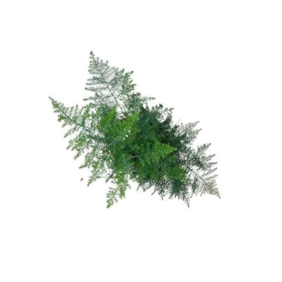 Aspidotis (Lace Fern) (نبات سرخسي) - Image 4