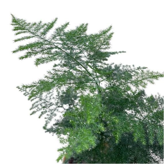 Aspidotis (Lace Fern) (نبات سرخسي) - Image 3