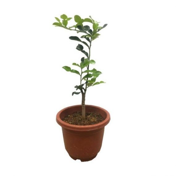 CITRUS LEMON (BINZAHEER) (ليمون بنزاحير)