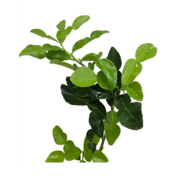 CITRUS LEMON (BINZAHEER) (ليمون بنزاحير) - Image 4