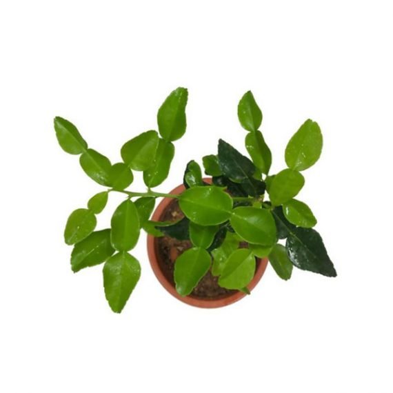 CITRUS LEMON (BINZAHEER) (ليمون بنزاحير) - Image 2