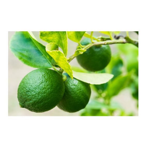 CITRUS LEMON (BINZAHEER) (ليمون بنزاحير) - Image 3