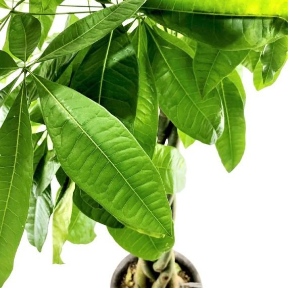 Pachira Aquatica (باشيرا ) - Image 6