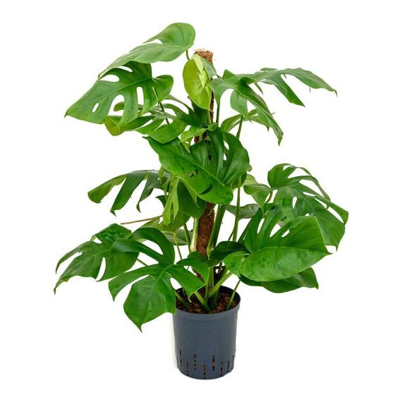 Monstera Deliciosa (نبات القفص الصدري) - Image 3