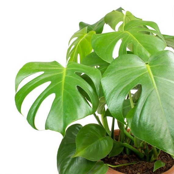 Monstera Deliciosa (نبات القفص الصدري) - Image 2