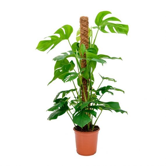 Monstera Deliciosa (نبات القفص الصدري) - Image 4