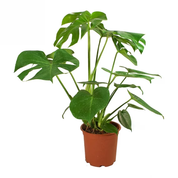 Monstera Deliciosa (نبات القفص الصدري)