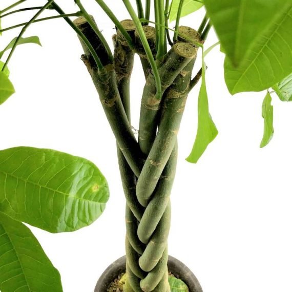 Pachira Aquatica (باشيرا ) - Image 5