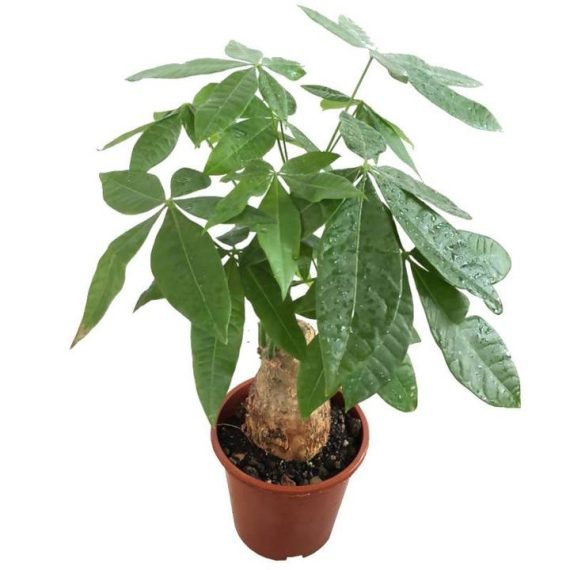 Pachira Aquatica (باشيرا ) - Image 2
