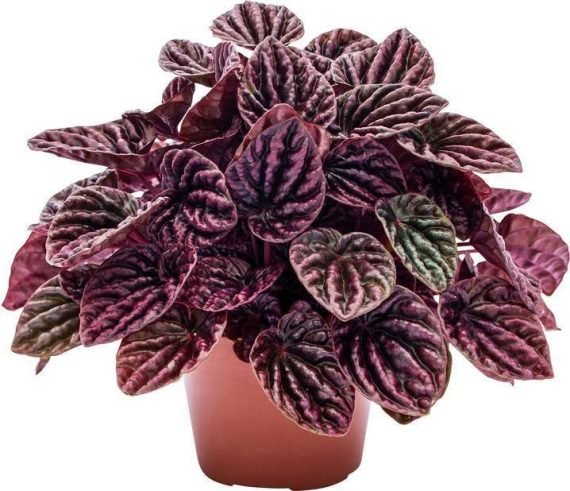 Peperomia Red Luna (ببروميا احمر)
