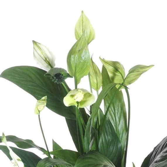 Spathiphyllum or Peace Lily (زنبق السلام - الأشرعة البيضاء) - Image 3