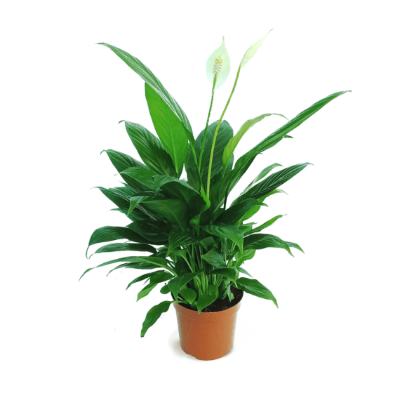 Spathiphyllum or Peace Lily (زنبق السلام - الأشرعة البيضاء) - Image 2