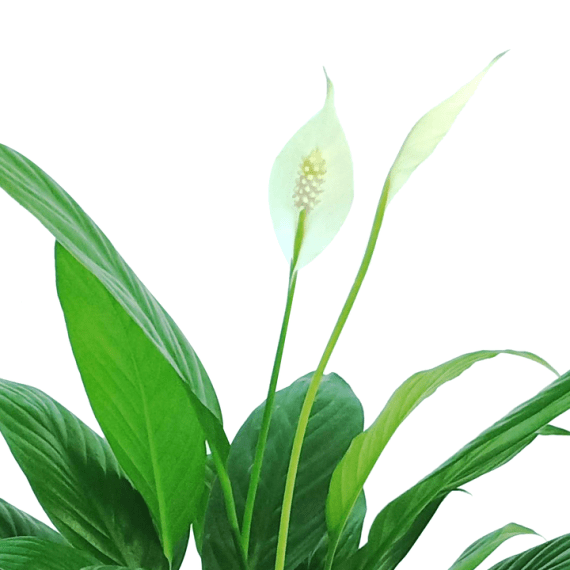 Spathiphyllum or Peace Lily (زنبق السلام - الأشرعة البيضاء) - Image 4