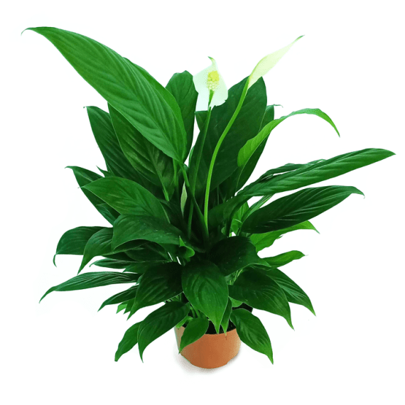 Spathiphyllum or Peace Lily (زنبق السلام - الأشرعة البيضاء)