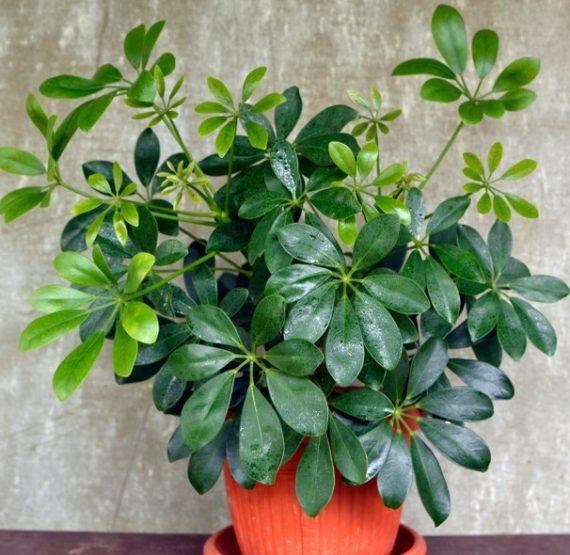 Schefflera Arboricola (Gold Capella) (الشفليرا الذهبية - المظلة القزمة)