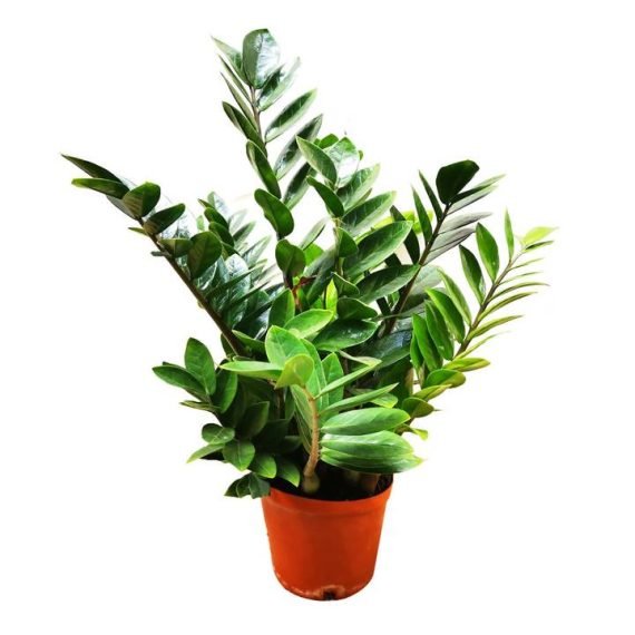 Zamioculcas Zamiifolia ( نخيل أرويد ، نبات الخلود  زاميا)