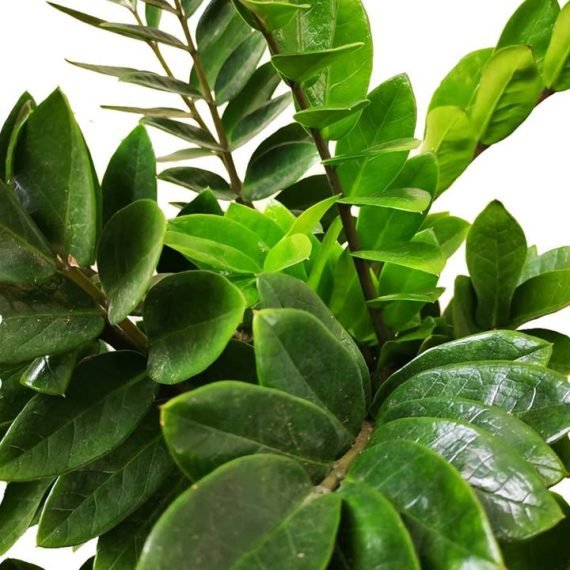 Zamioculcas Zamiifolia ( نخيل أرويد ، نبات الخلود  زاميا) - Image 3