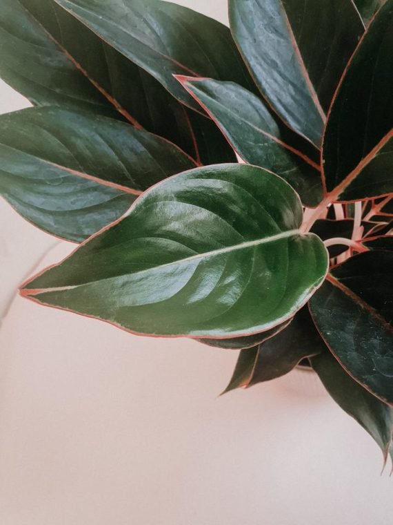 Aglaonema Black Lipstick (اجلونيما) - Image 4