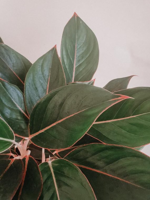 Aglaonema Black Lipstick (اجلونيما) - Image 3